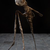 Stoet Insect